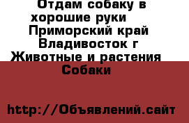 Отдам собаку в хорошие руки!!! - Приморский край, Владивосток г. Животные и растения » Собаки   